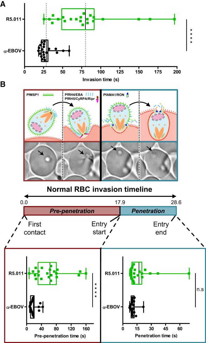 https://cdn.ncbi.nlm.nih.gov/pmc/blobs/5857/6602525/59a04c4ab230/gr7.jpg