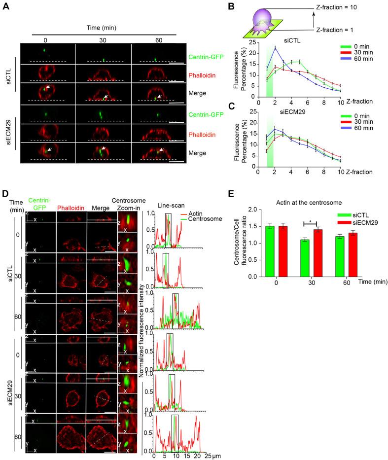 https://cdn.ncbi.nlm.nih.gov/pmc/blobs/5859/8155528/732bad2a8201/fcell-09-650817-g006.jpg