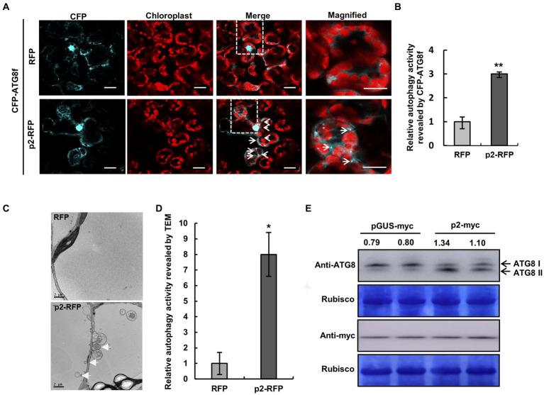 https://cdn.ncbi.nlm.nih.gov/pmc/blobs/585b/10175675/6407c01c2781/fmicb-14-1191403-g004.jpg