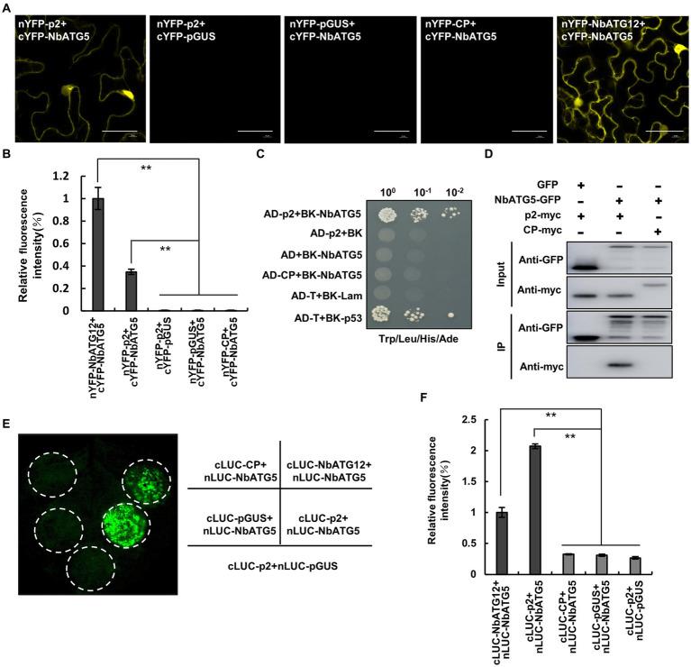 https://cdn.ncbi.nlm.nih.gov/pmc/blobs/585b/10175675/8361e92349d5/fmicb-14-1191403-g001.jpg