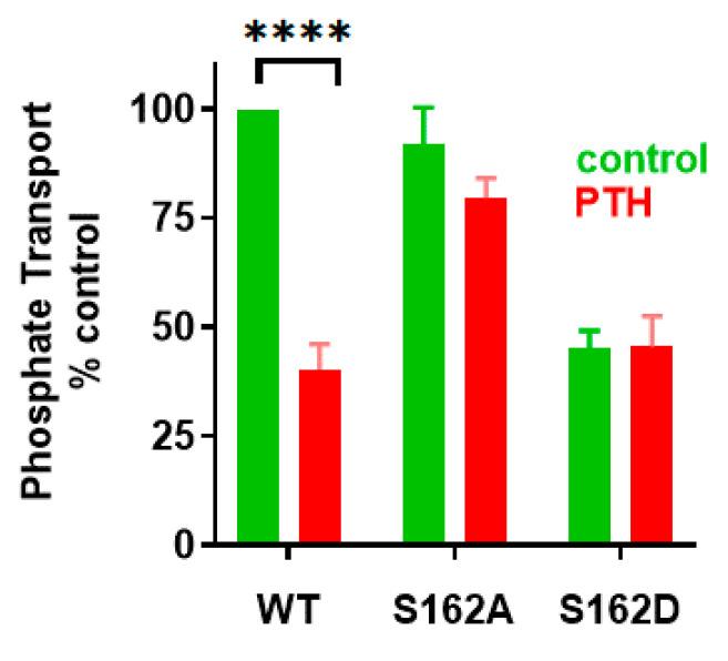 https://cdn.ncbi.nlm.nih.gov/pmc/blobs/585b/7866199/2ed805bbfed3/ijms-22-01087-g008.jpg