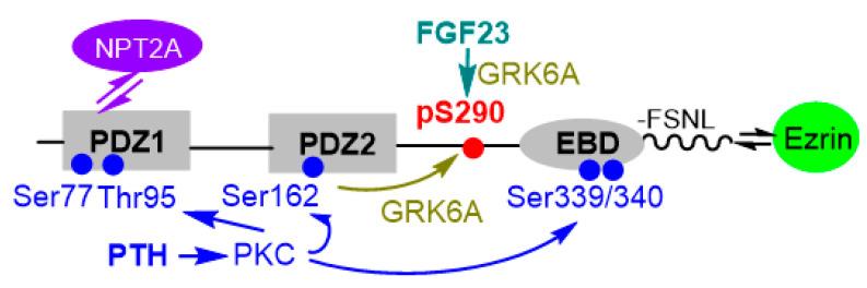 https://cdn.ncbi.nlm.nih.gov/pmc/blobs/585b/7866199/906b40753fc1/ijms-22-01087-g002.jpg