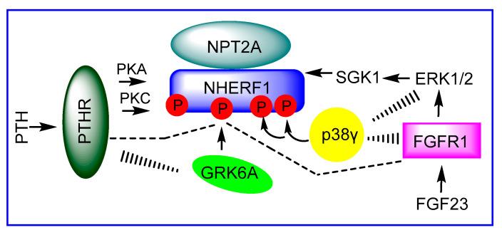 https://cdn.ncbi.nlm.nih.gov/pmc/blobs/585b/7866199/b3fe956b1566/ijms-22-01087-g001.jpg