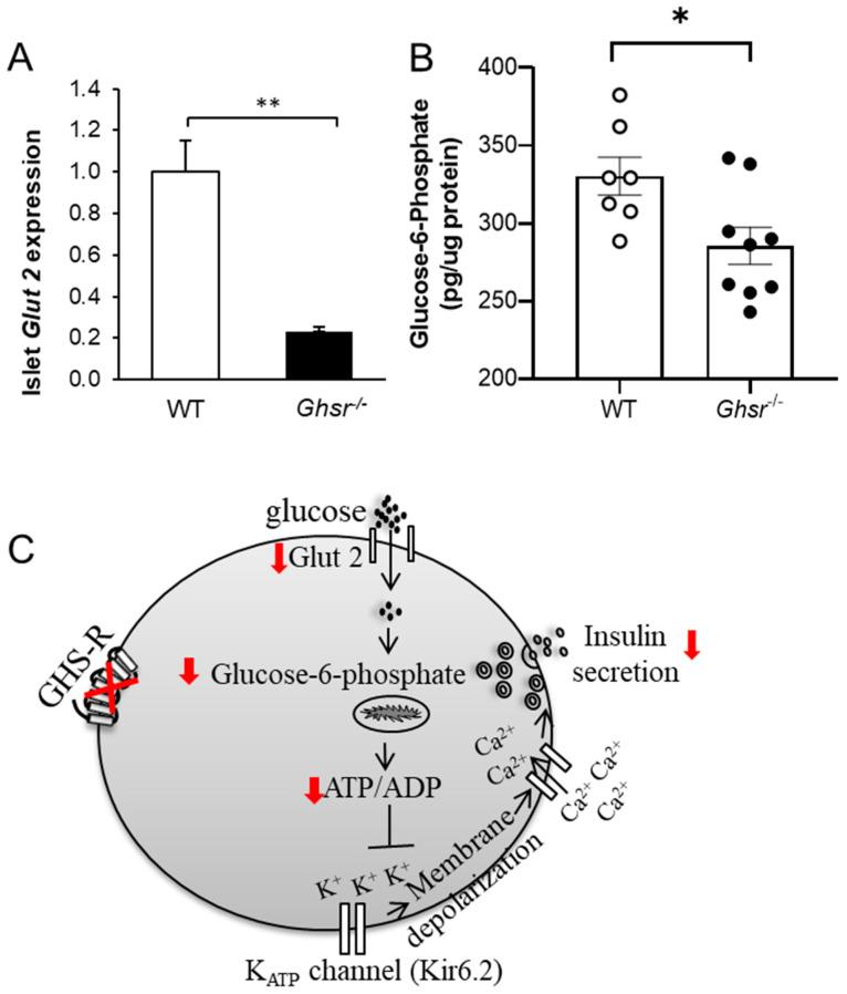 https://cdn.ncbi.nlm.nih.gov/pmc/blobs/585e/8945998/128e5f8fba9d/biomolecules-12-00407-g003.jpg