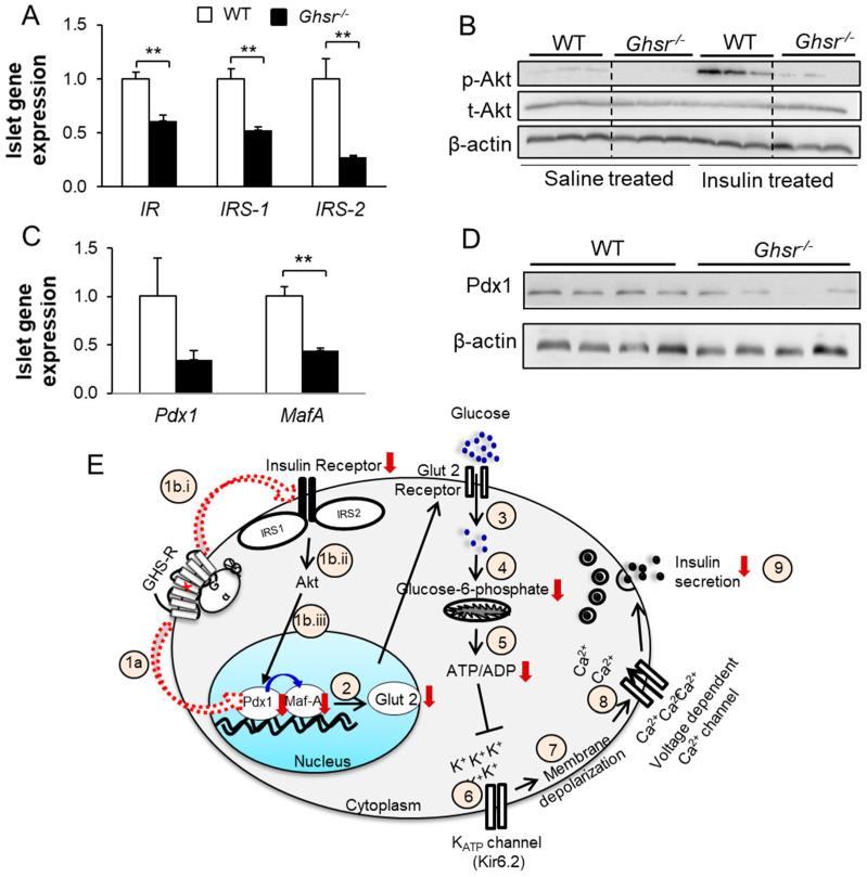 https://cdn.ncbi.nlm.nih.gov/pmc/blobs/585e/8945998/a5c722c63c70/biomolecules-12-00407-g004.jpg