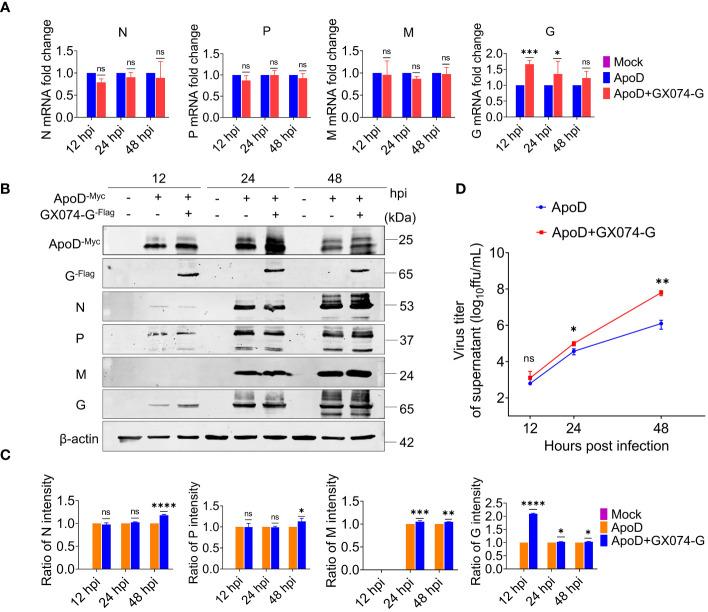 https://cdn.ncbi.nlm.nih.gov/pmc/blobs/585f/11167634/9edcf5003748/fimmu-15-1392804-g005.jpg