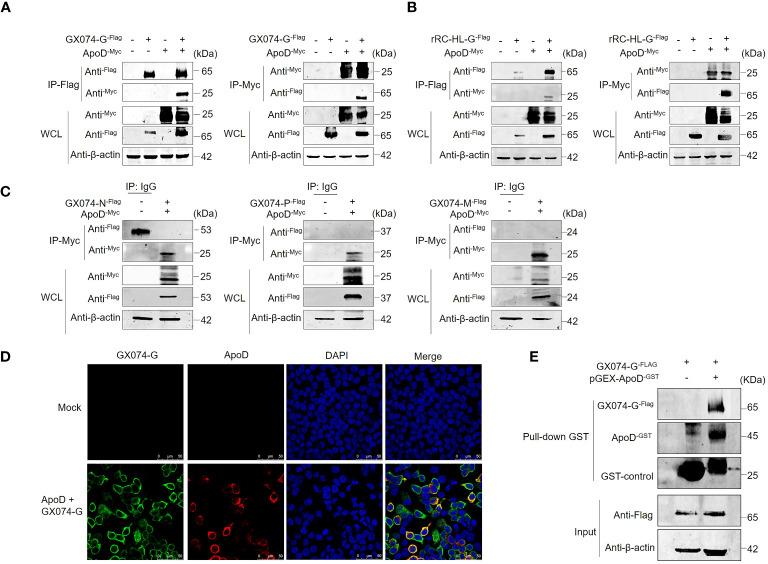 https://cdn.ncbi.nlm.nih.gov/pmc/blobs/585f/11167634/b3145ca25e4e/fimmu-15-1392804-g004.jpg