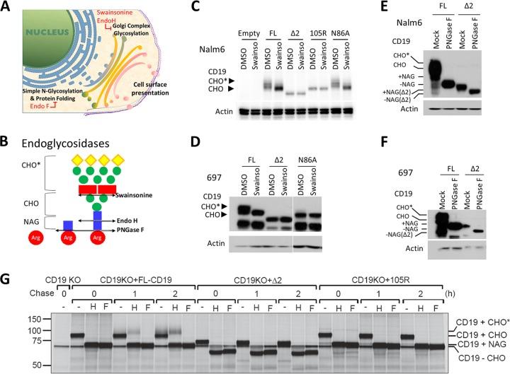 https://cdn.ncbi.nlm.nih.gov/pmc/blobs/5861/6189457/06fc58ccf5ae/zmb9991018510002.jpg