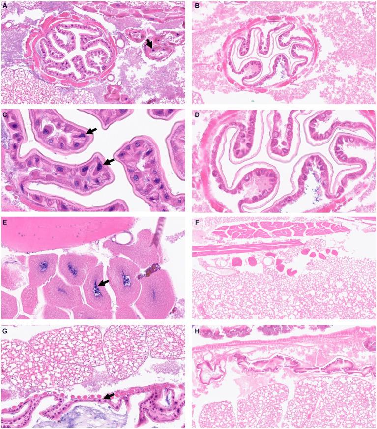 https://cdn.ncbi.nlm.nih.gov/pmc/blobs/5863/10927975/00ecd7b3b414/fmicb-15-1375787-g004.jpg