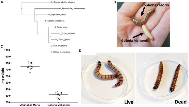 https://cdn.ncbi.nlm.nih.gov/pmc/blobs/5863/10927975/35e6000ef276/fmicb-15-1375787-g001.jpg