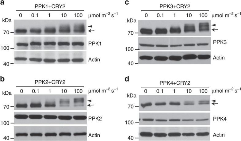 https://cdn.ncbi.nlm.nih.gov/pmc/blobs/5863/5437284/9490f3423198/ncomms15234-f4.jpg