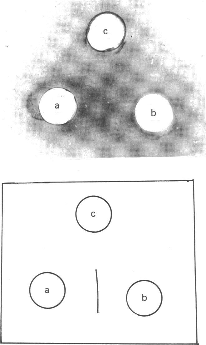 https://cdn.ncbi.nlm.nih.gov/pmc/blobs/5867/1146744/e5aec3f26cab/biochemj00280-0081-a.jpg