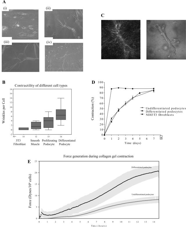 https://cdn.ncbi.nlm.nih.gov/pmc/blobs/586a/2576149/3be73a6386ef/zh20100852860006.jpg