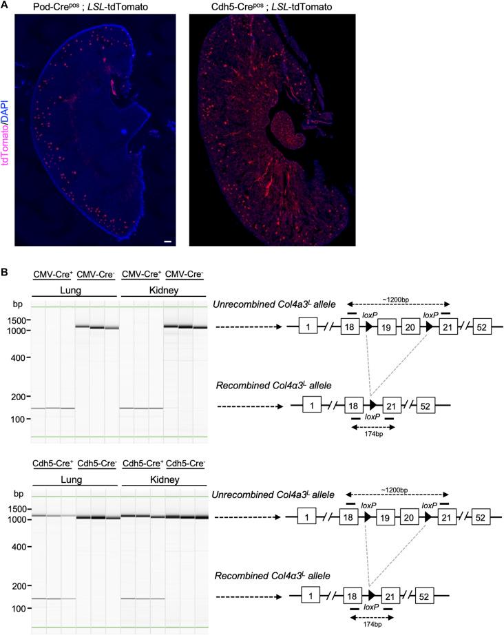https://cdn.ncbi.nlm.nih.gov/pmc/blobs/586b/10985218/44c4713b7d1a/LSA-2024-02664_FigS1.jpg