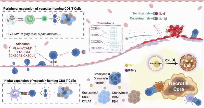 https://cdn.ncbi.nlm.nih.gov/pmc/blobs/586e/12119338/cd7141ef6508/44325_2025_56_Fig1_HTML.jpg