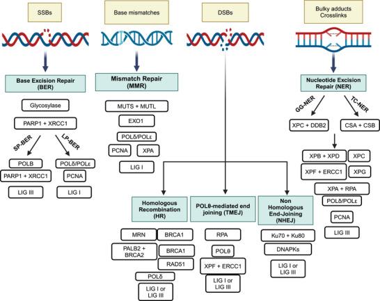https://cdn.ncbi.nlm.nih.gov/pmc/blobs/5870/11527828/25b3e0fcb2ad/MCO2-5-e788-g001.jpg