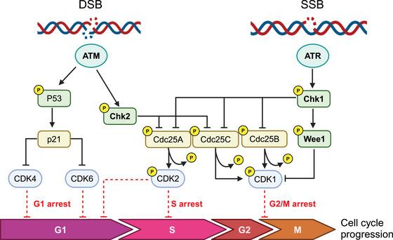 https://cdn.ncbi.nlm.nih.gov/pmc/blobs/5870/11527828/69661ddf26e1/MCO2-5-e788-g003.jpg