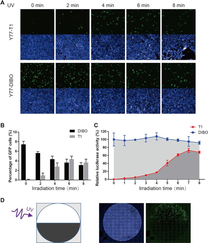 https://cdn.ncbi.nlm.nih.gov/pmc/blobs/5870/6821241/1c8ff99fdeb5/gkz659fig6.jpg
