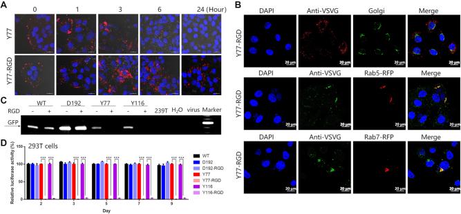 https://cdn.ncbi.nlm.nih.gov/pmc/blobs/5870/6821241/e3977cfc110d/gkz659fig2.jpg