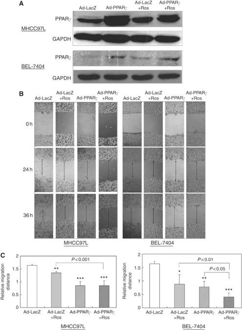 https://cdn.ncbi.nlm.nih.gov/pmc/blobs/5871/3341869/7adbadebd9ef/bjc2012130f1.jpg