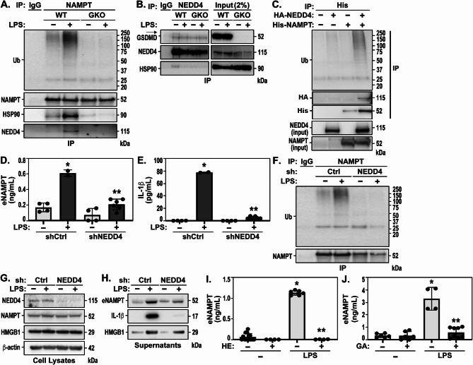 https://cdn.ncbi.nlm.nih.gov/pmc/blobs/5874/11956250/0bd05e864ca7/12964_2025_2164_Fig4_HTML.jpg