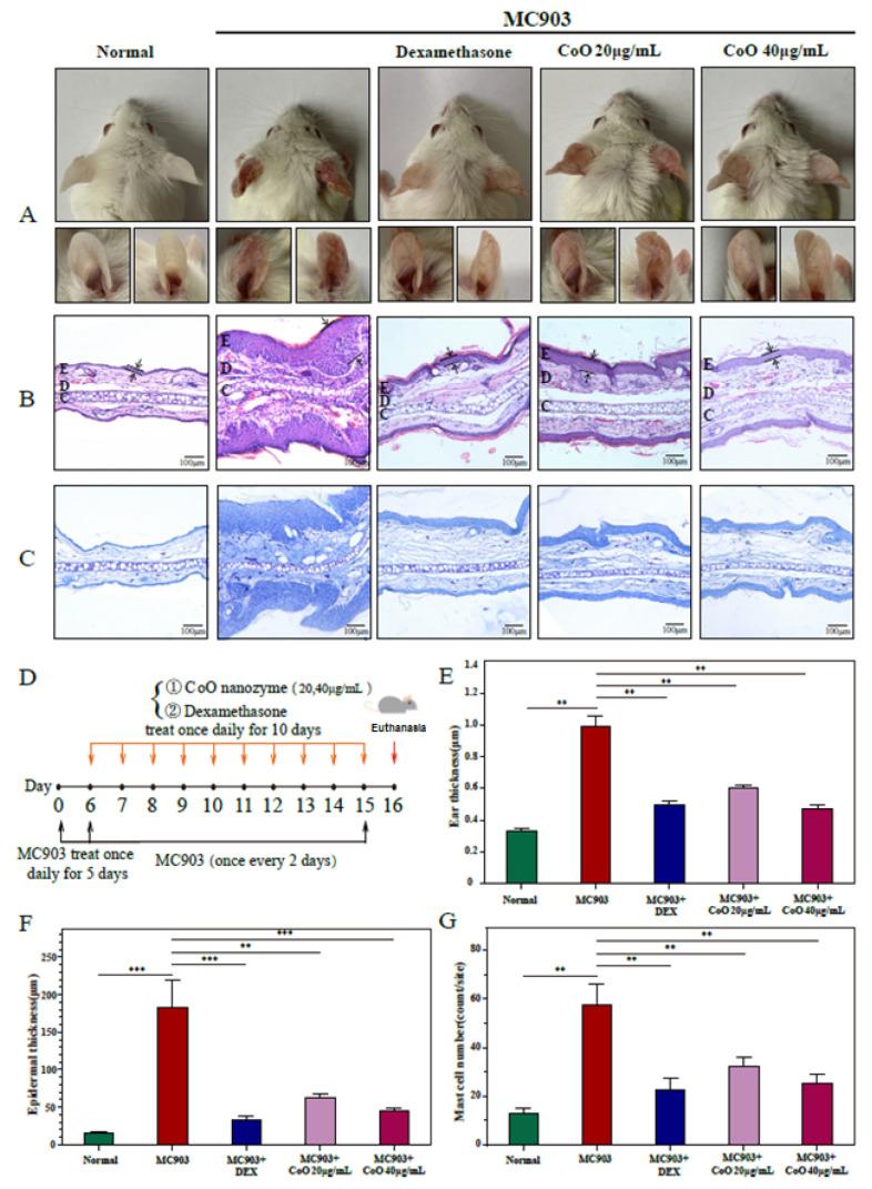 https://cdn.ncbi.nlm.nih.gov/pmc/blobs/5874/8878353/46d7c76016c3/nanomaterials-12-00638-g005.jpg
