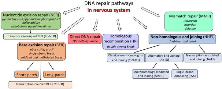 https://cdn.ncbi.nlm.nih.gov/pmc/blobs/5876/11673744/46510e0cce15/biomedicines-12-02808-g001.jpg