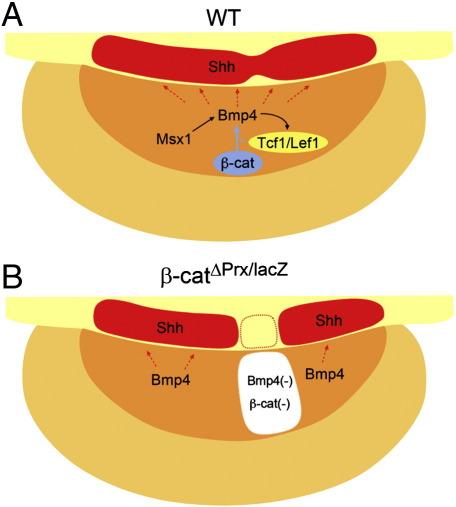https://cdn.ncbi.nlm.nih.gov/pmc/blobs/5879/2997430/ab3e8033e1ed/gr6.jpg