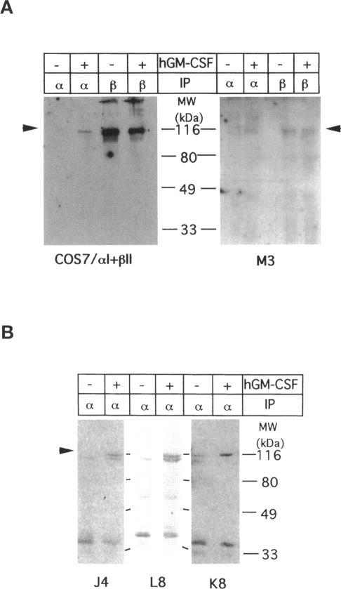 https://cdn.ncbi.nlm.nih.gov/pmc/blobs/587c/276098/e10874b5ce15/mbc00003-0091-a.jpg