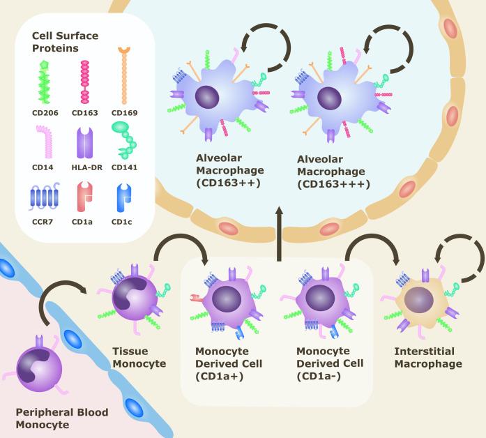 https://cdn.ncbi.nlm.nih.gov/pmc/blobs/5881/8685655/664c8c748e54/thoraxjnl-2020-216296f02.jpg