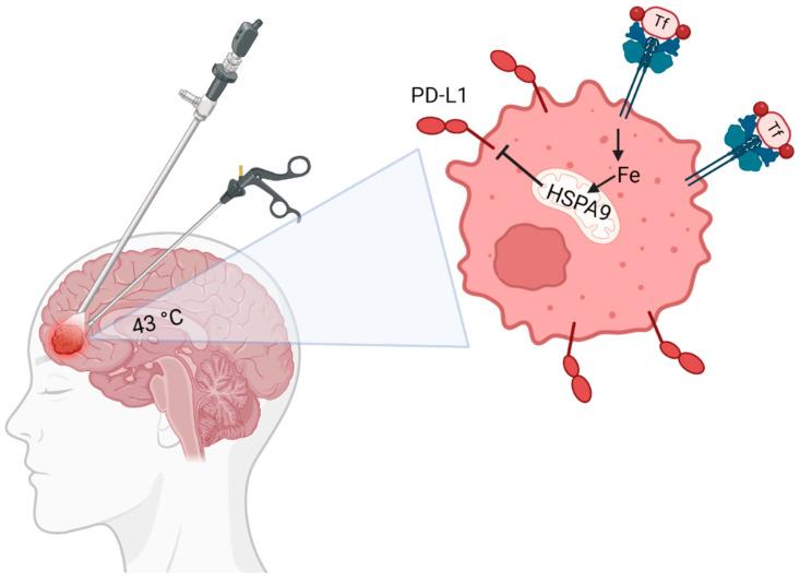 https://cdn.ncbi.nlm.nih.gov/pmc/blobs/5889/11592209/5b2fb5631d8c/cancers-16-03736-g005.jpg