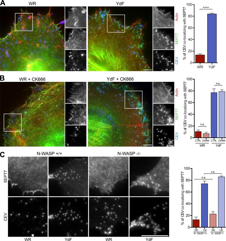 https://cdn.ncbi.nlm.nih.gov/pmc/blobs/588b/6080921/dd50e05db950/JCB_201708091_Fig6.jpg