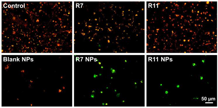 https://cdn.ncbi.nlm.nih.gov/pmc/blobs/588e/11727162/3e7771ccc49c/biomedicines-12-02676-g007.jpg