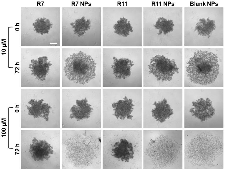 https://cdn.ncbi.nlm.nih.gov/pmc/blobs/588e/11727162/8cc36be53e40/biomedicines-12-02676-g008.jpg