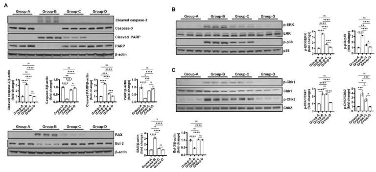 https://cdn.ncbi.nlm.nih.gov/pmc/blobs/5891/11432279/60b7358bd4f9/ijms-25-10034-g008.jpg