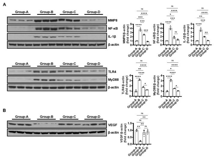 https://cdn.ncbi.nlm.nih.gov/pmc/blobs/5891/11432279/cfa0b9d4dab5/ijms-25-10034-g007.jpg