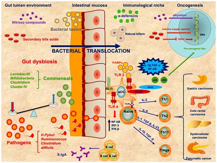 https://cdn.ncbi.nlm.nih.gov/pmc/blobs/5891/6387318/1ae9d3f663a1/ijms-20-00501-g001.jpg