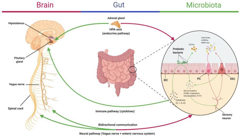 https://cdn.ncbi.nlm.nih.gov/pmc/blobs/5895/8233736/cc67560ec184/nutrients-13-02112-g002.jpg