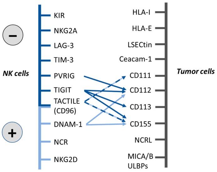 https://cdn.ncbi.nlm.nih.gov/pmc/blobs/5896/6628015/23f0e3f53641/cancers-11-00877-g001.jpg