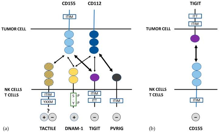 https://cdn.ncbi.nlm.nih.gov/pmc/blobs/5896/6628015/9377c81da321/cancers-11-00877-g002.jpg