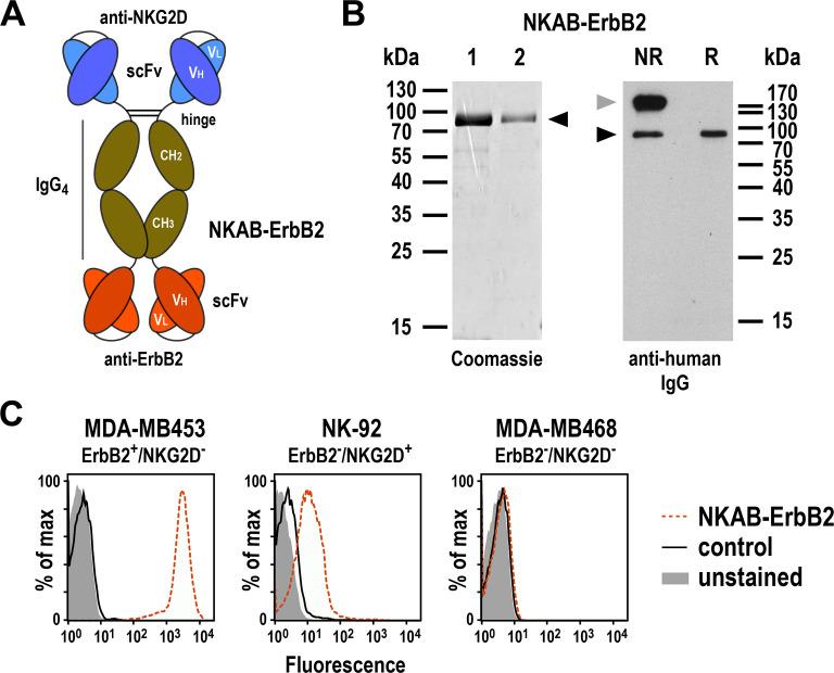 https://cdn.ncbi.nlm.nih.gov/pmc/blobs/5896/8488744/1db9399b2638/jitc-2021-002980f01.jpg