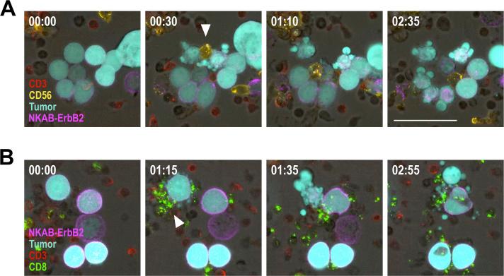https://cdn.ncbi.nlm.nih.gov/pmc/blobs/5896/8488744/5ceb747b99b3/jitc-2021-002980f03.jpg