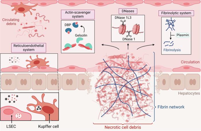 https://cdn.ncbi.nlm.nih.gov/pmc/blobs/5897/11294570/3ea5d7574848/41419_2024_6947_Fig2_HTML.jpg