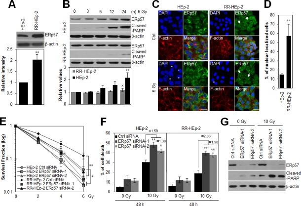 https://cdn.ncbi.nlm.nih.gov/pmc/blobs/5897/4413608/19377474a01b/oncotarget-06-2654-g001.jpg