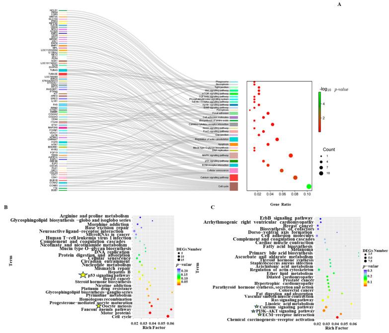 https://cdn.ncbi.nlm.nih.gov/pmc/blobs/5899/11988930/a4ae824a7b75/ijms-26-03122-g007.jpg