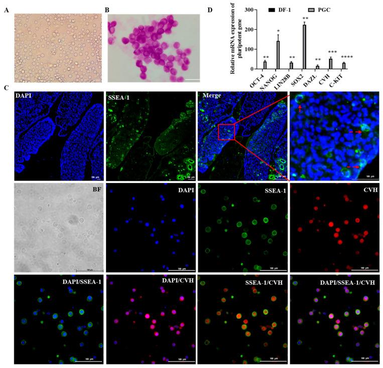 https://cdn.ncbi.nlm.nih.gov/pmc/blobs/5899/11988930/db65a1145ac0/ijms-26-03122-g001.jpg