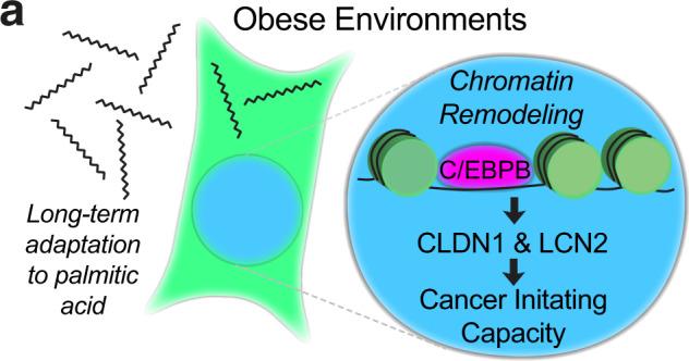 https://cdn.ncbi.nlm.nih.gov/pmc/blobs/5899/8748947/14be27cdde6c/41467_2021_27734_Fig7_HTML.jpg