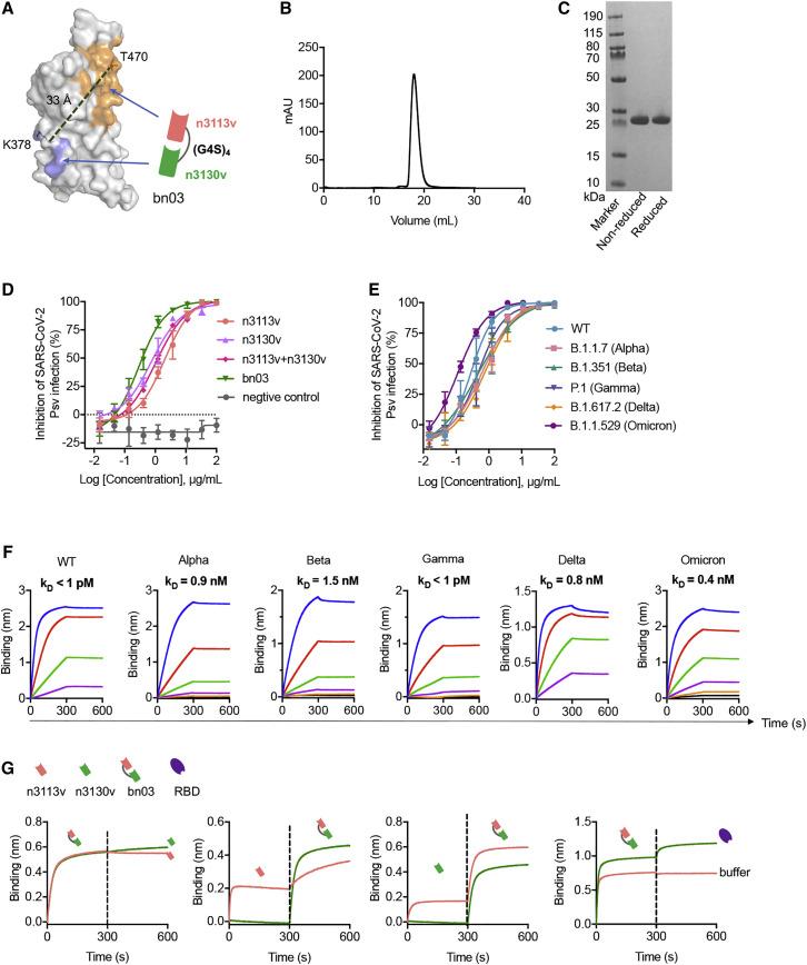 https://cdn.ncbi.nlm.nih.gov/pmc/blobs/589a/8907017/92c738afc66e/gr2_lrg.jpg