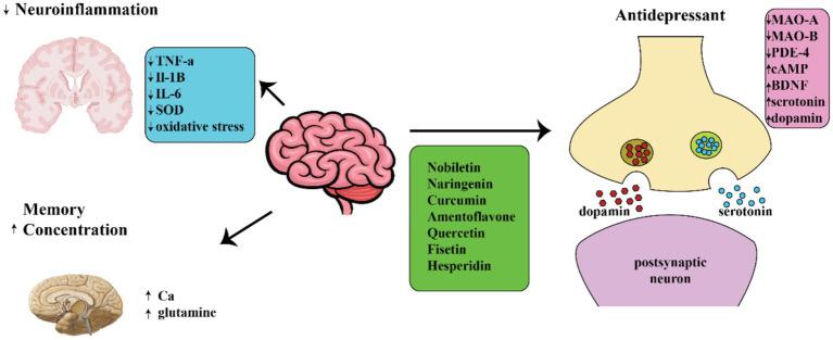 https://cdn.ncbi.nlm.nih.gov/pmc/blobs/589b/11949814/65524de00b84/fneur-16-1447818-g002.jpg