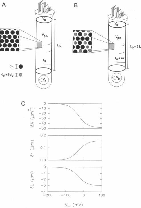 https://cdn.ncbi.nlm.nih.gov/pmc/blobs/589d/1225953/eadfff3a7651/biophysj00082-0475-a.jpg